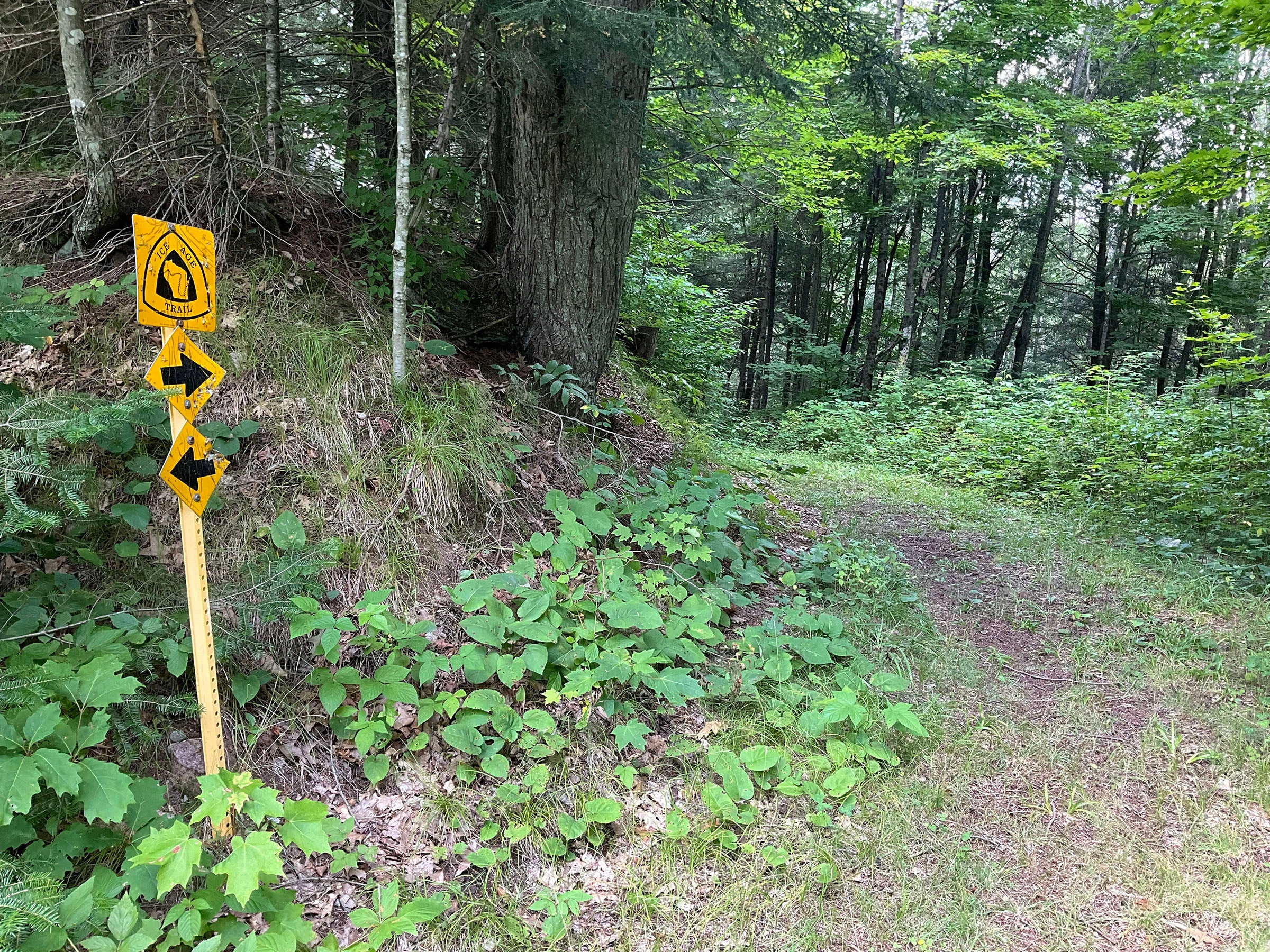 DNR Moves To Protect 1,800 Acres Of Langlade County Forest