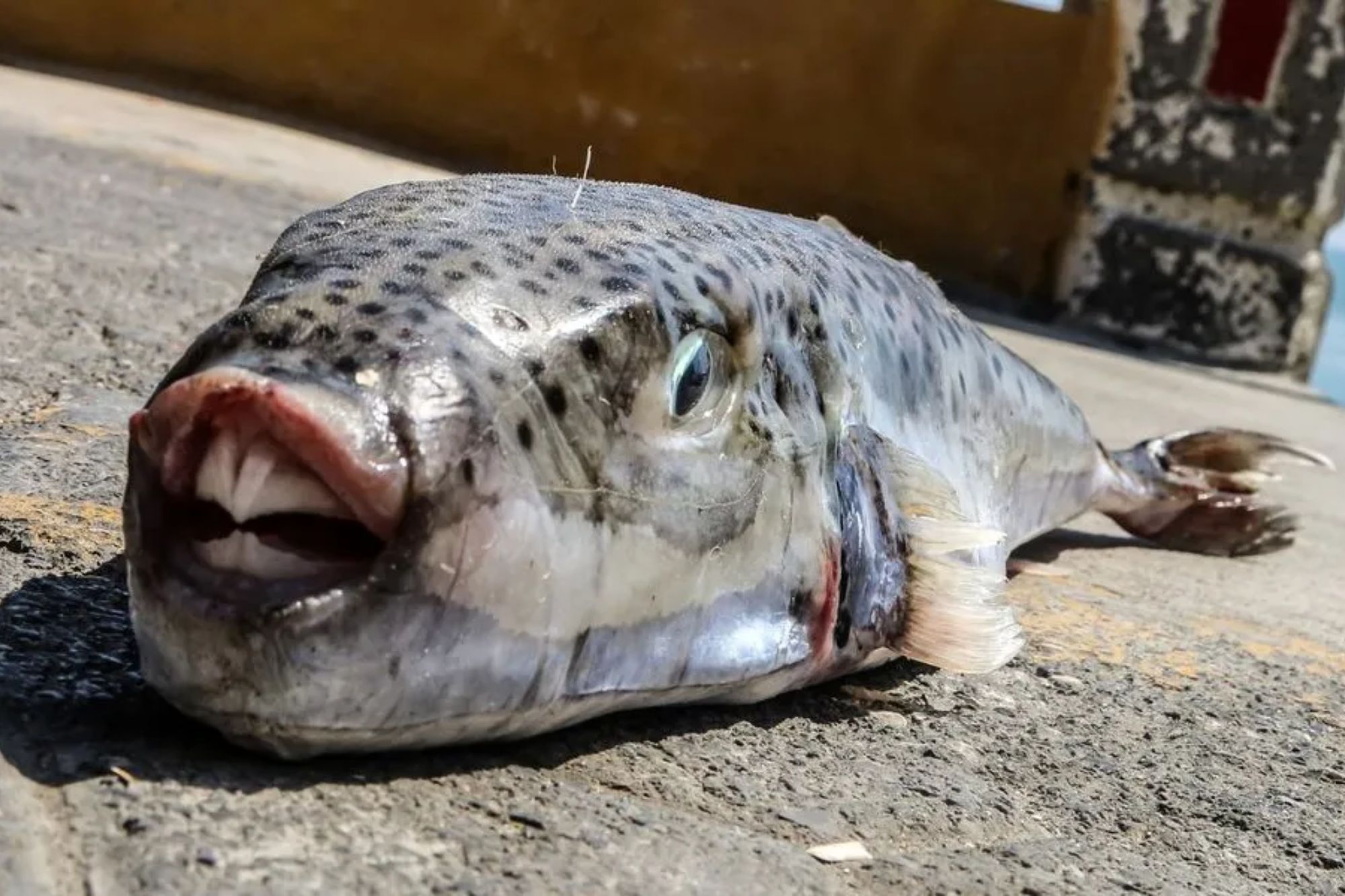 Brit tourist rushed to hospital after being bitten by toxic pufferfish as vicious critters wreak havoc off Greek island