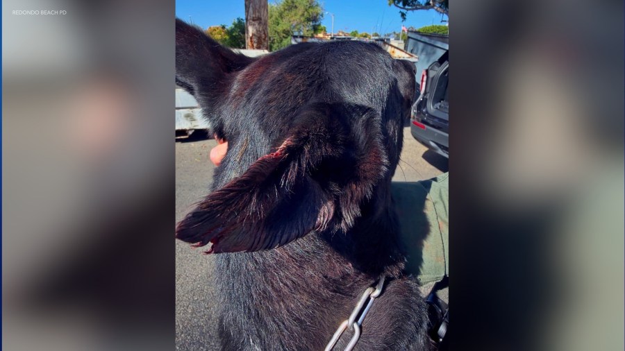 Armed suspect bites off part of K-9's ear during standoff: police