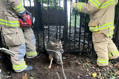Look: Firefighters saw through metal fence to free stuck deer in New Jersey