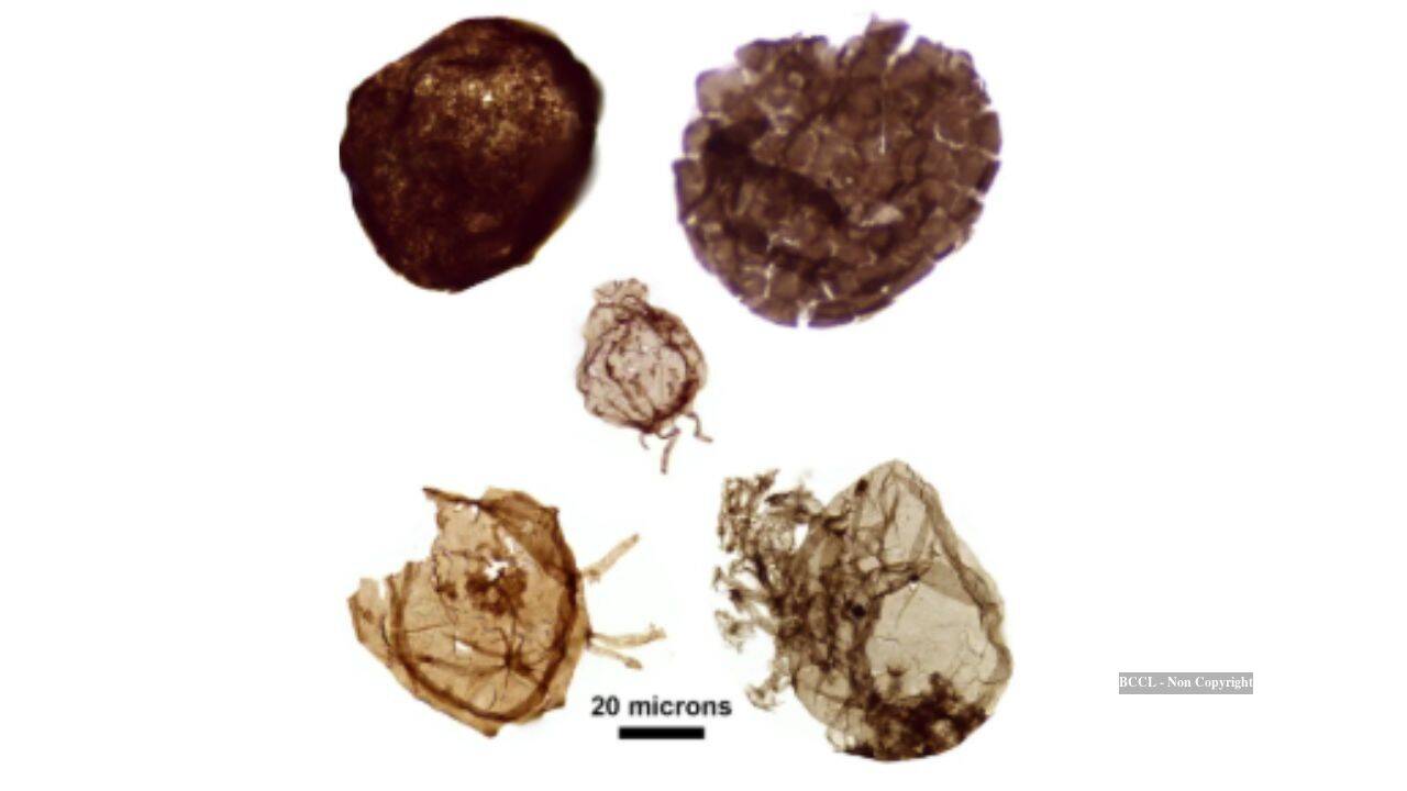 12,000 fossils in 1.7B-year-old Australian rocks reveal clues to complex life
