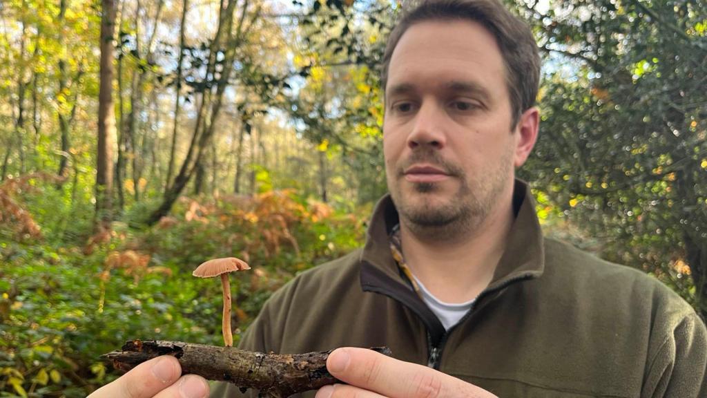 Fungi foraging a threat to protected landscape