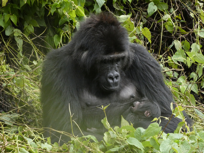 Reintroduced Grauer’s gorilla gives birth in DRC national park, ‘makes us happy’