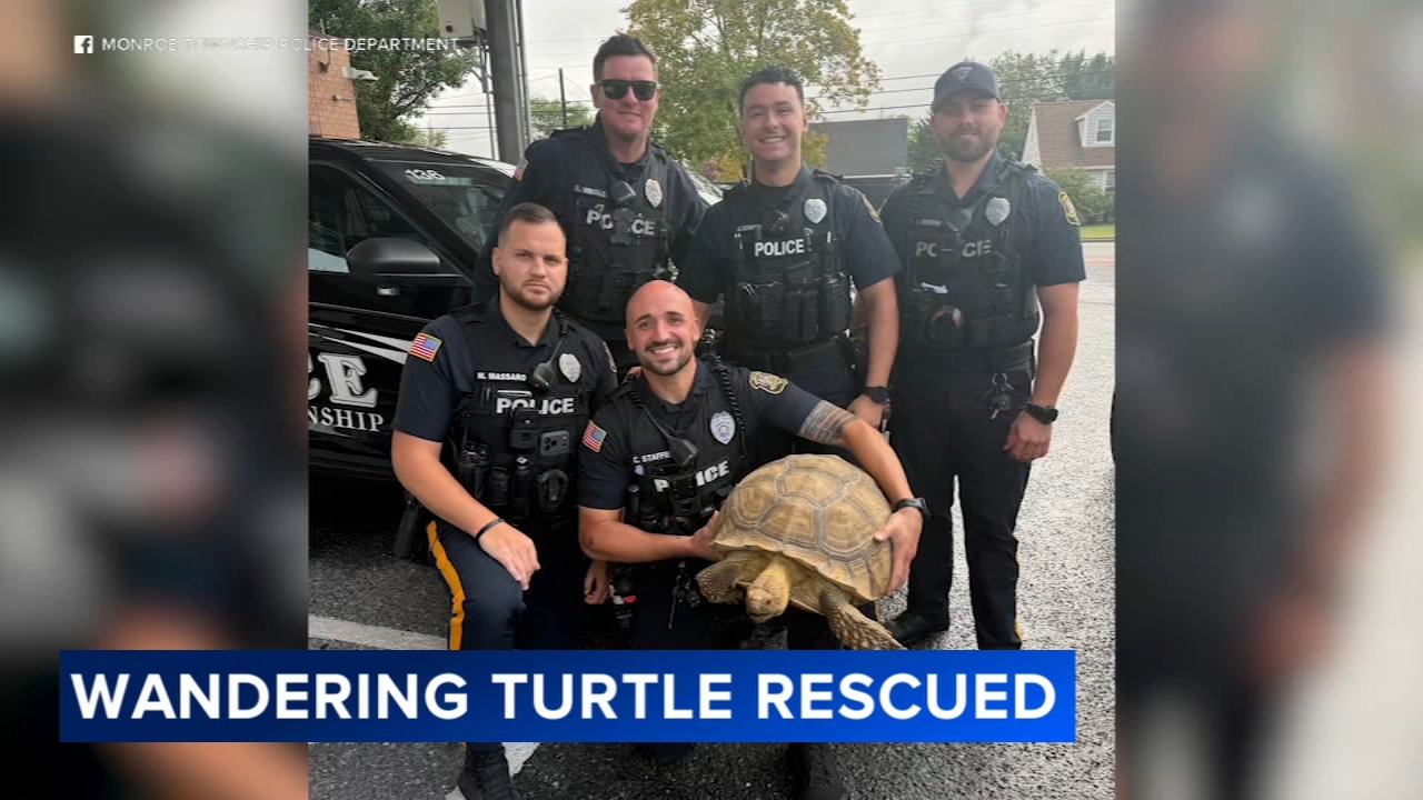 Police search for owner of slow-moving suspect after wandering turtle rescued in Gloucester County