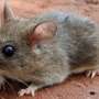 Changing climate may influence risks from deadly rodent-borne diseases
