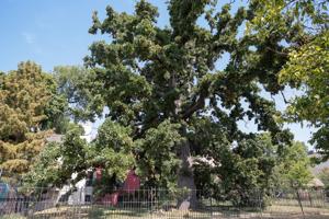 Creek Council Oak marks 50 years as historic site with celebration
