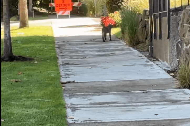 CAUGHT ON CAMERA: Reported bobcat wanders through Portland area street