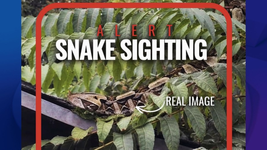 Extremely venomous African viper loose in Southern California neighborhood, police say