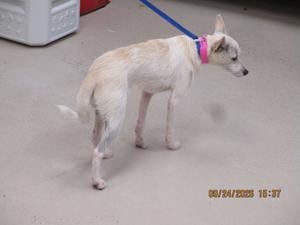 Meet : Pet of the Day