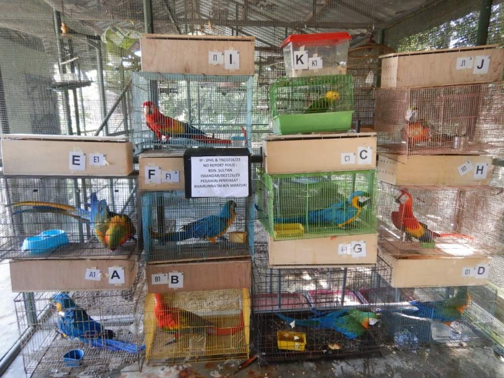 Marine police, Perhilitan seize RM700,000 worth of protected birds in Terengganu