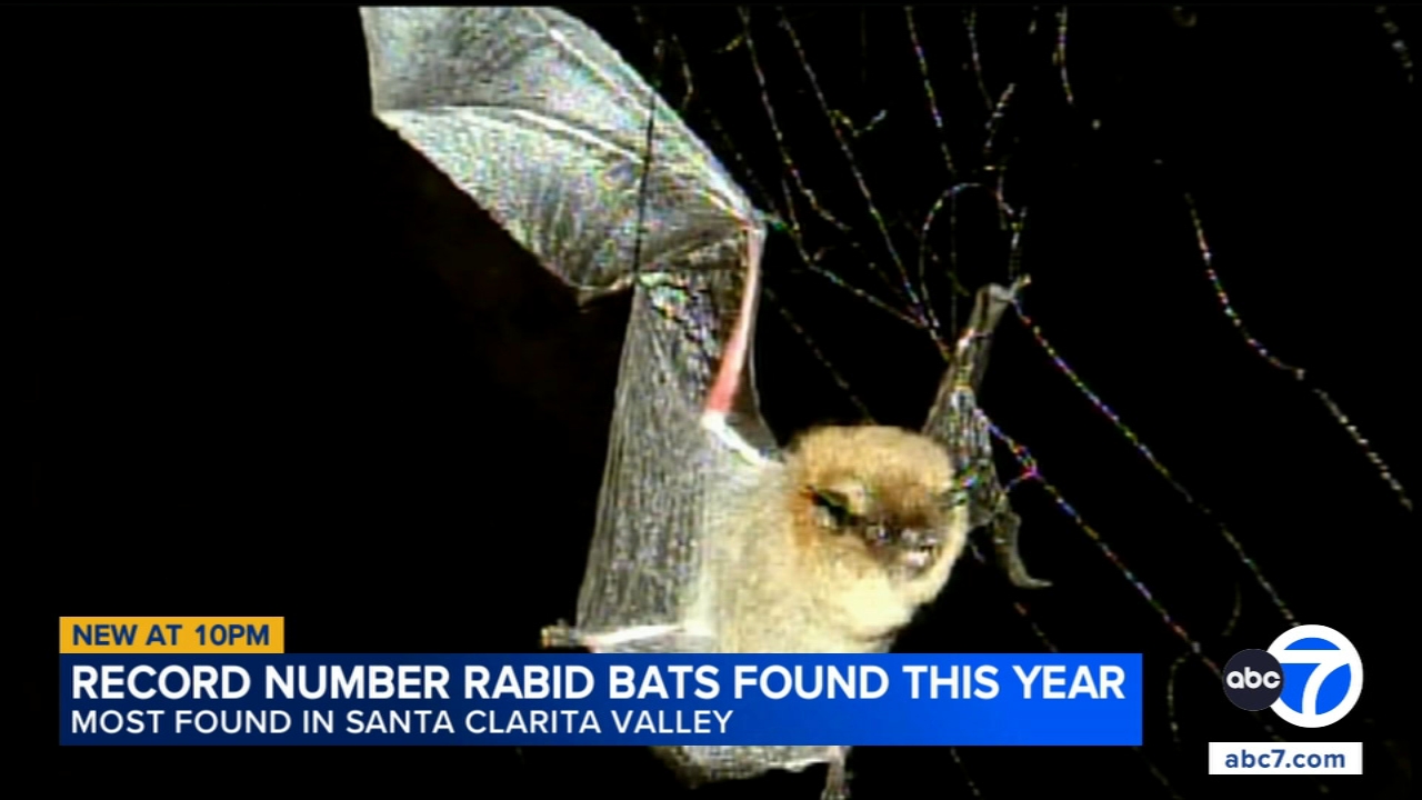 Record number of rabid bats detected in Los Angeles County