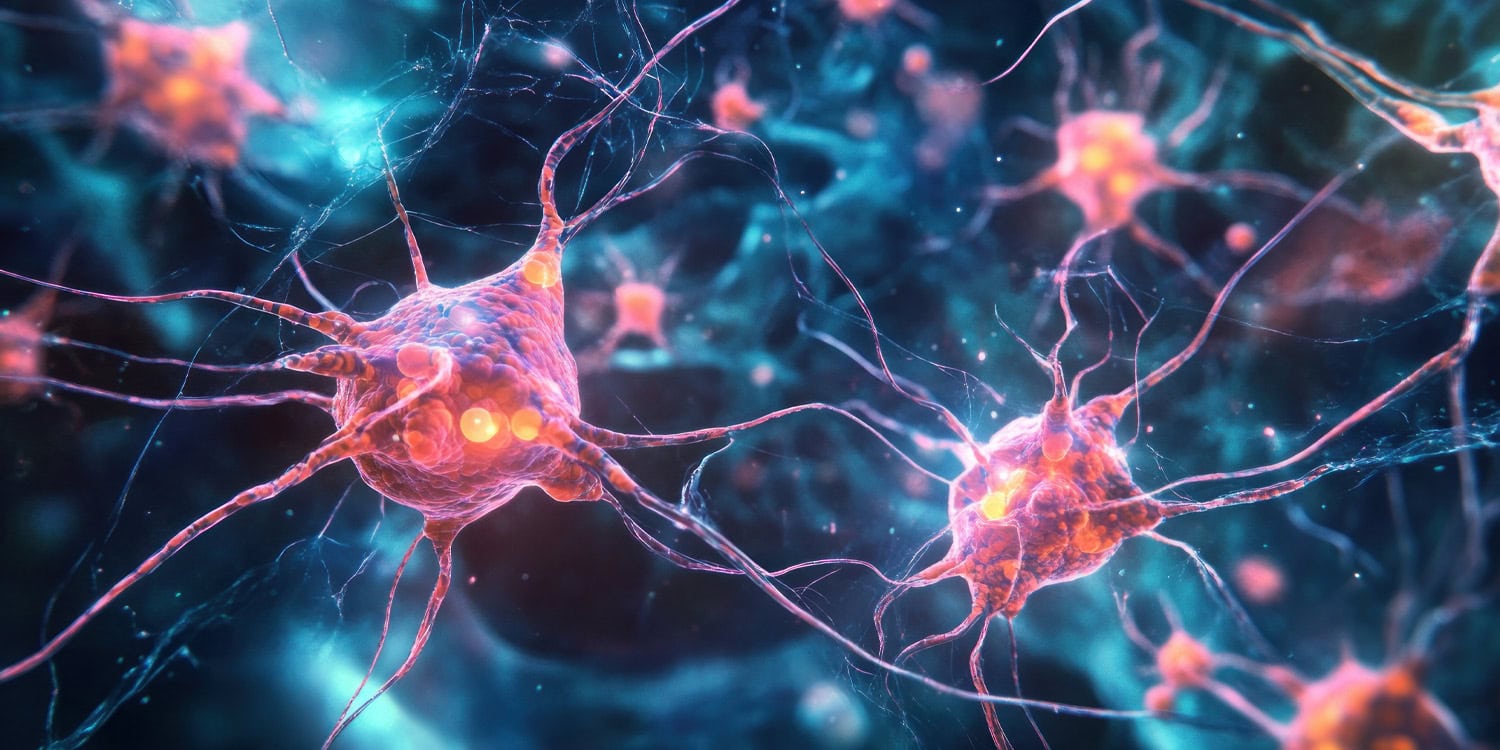 The brain is built from two separate sources, not one, new research suggests