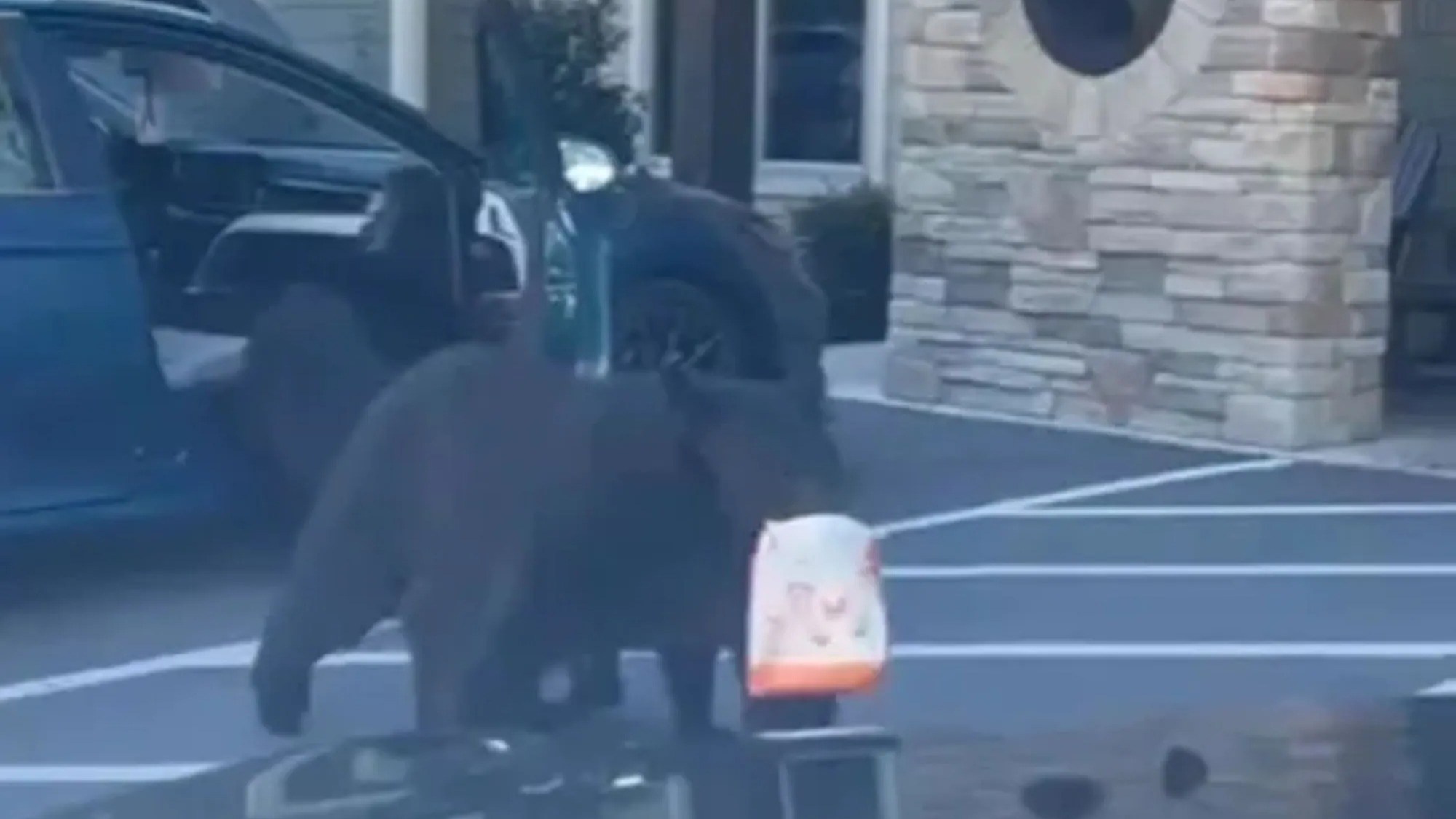 Wild moment family of FOUR bears climb into car after opening driver’s door to steal snacks
