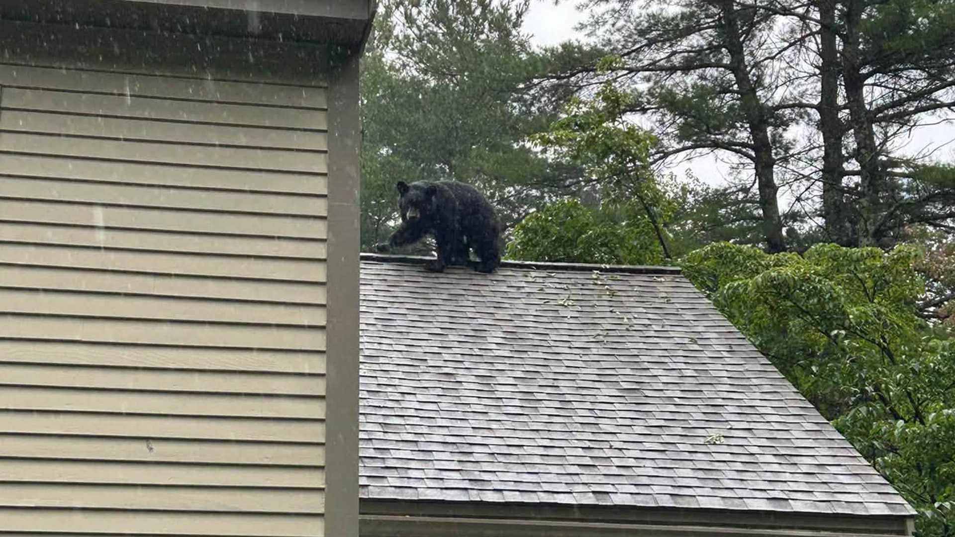 Bear takes stroll on roof of Mass. home