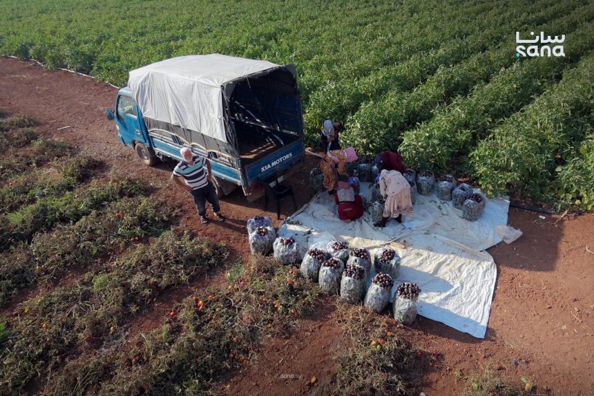 Daraa eggplant acreage nearly triples target; output seen at 24,000 tonnes