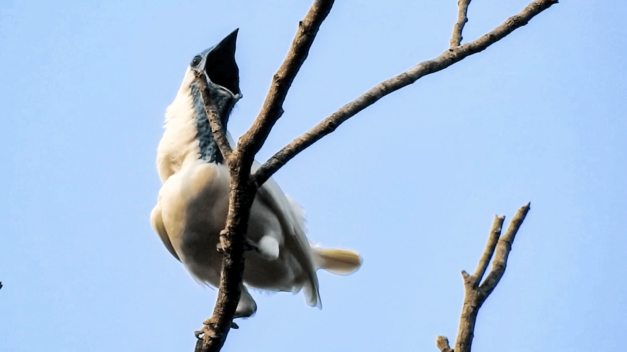 The world’s loudest birds squawk as loud as a jackhammer