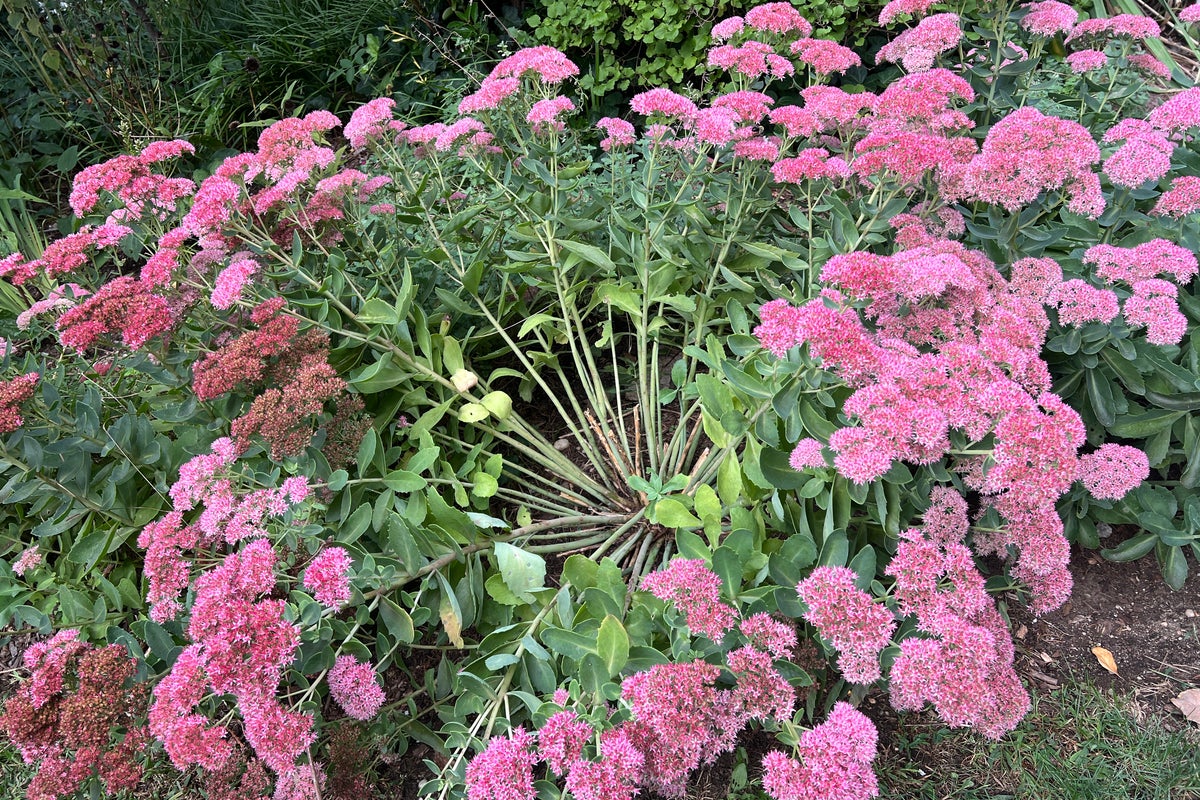 How, when and why to divide garden perennials for better blooming