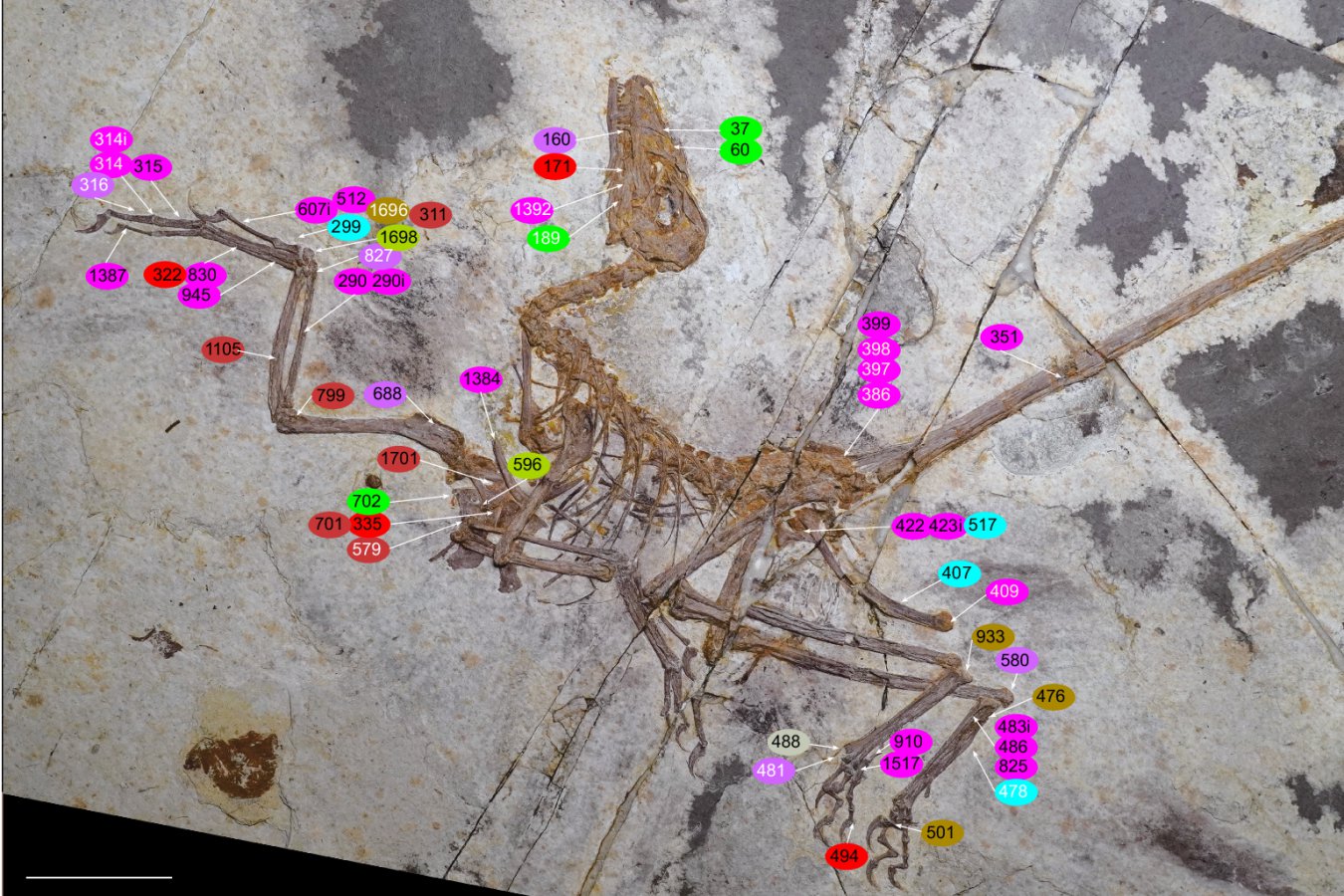 Spectacular feathered dinosaur fossil shows bird-like adaptations