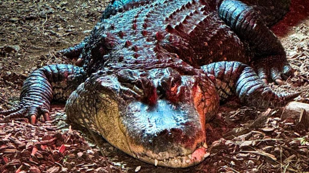Zoo says goodbye to 'most incredible' alligator