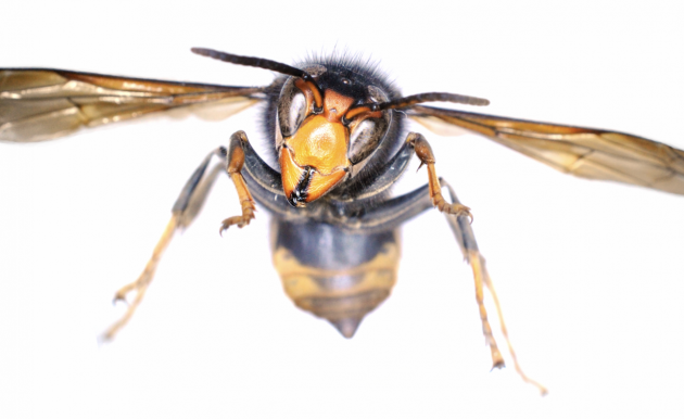 An Asian hornet has been spotted for the first time this year (but luckily it's been captured)