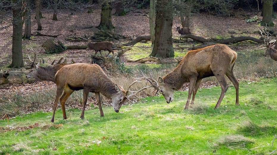 Bucks go toe-to-toe in man's yard, manage to avoid his truck & boat during antler-locking combat
