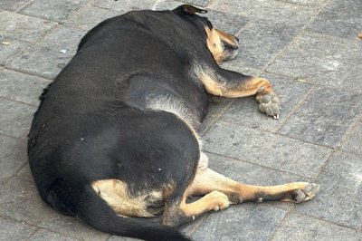 Corpulent canines compete in 'Fat Dogs of Delhi' contest