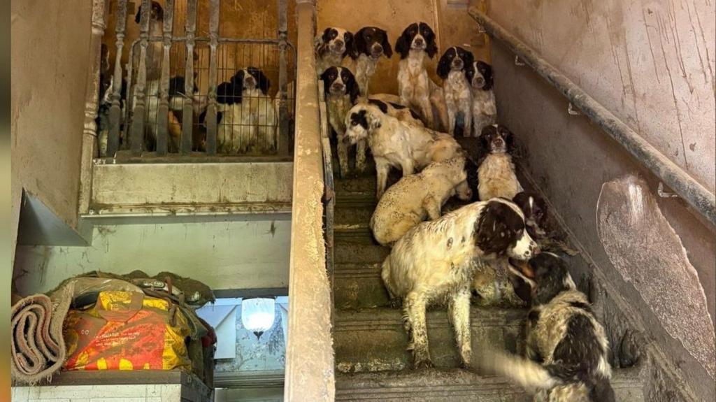 Man guilty of keeping dogs in squalor at his home