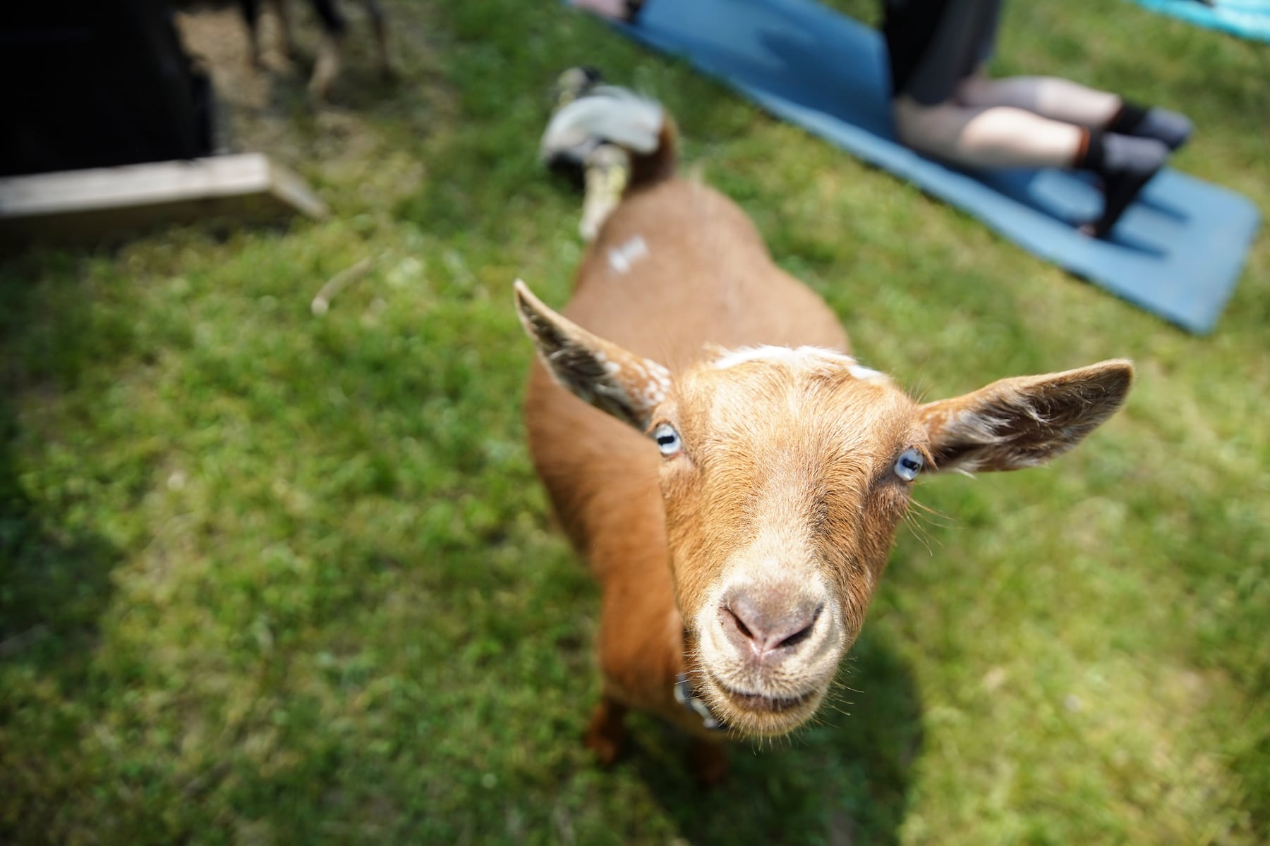 A goat yoga event is coming to West Michigan and it’s for an incredibly important cause