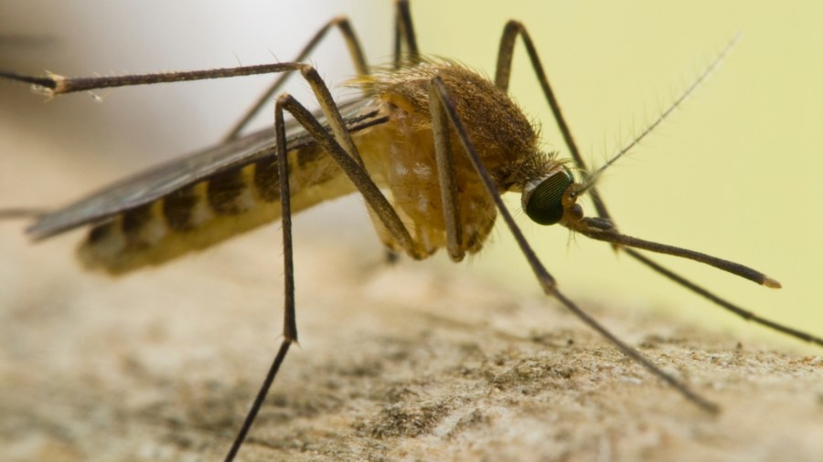 West Nile virus cases surging across Los Angeles County
