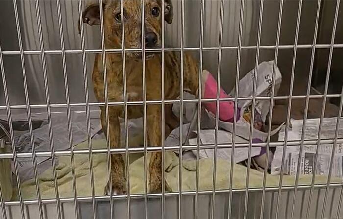 Puppy Nyla recovering after alleged abuse left her with multiple broken bones, authorities say