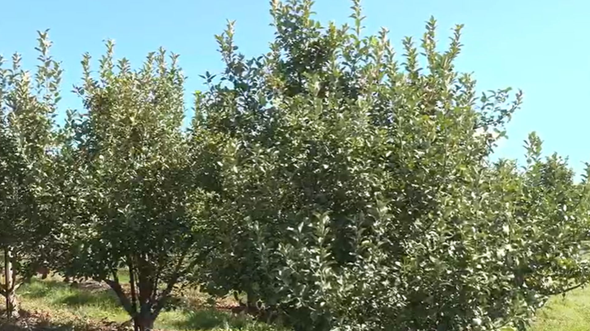 Disturbing ‘95%’ apple loss this year is forcing orchard to shut down shop