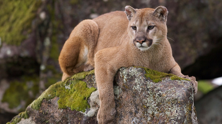 Wyoming man kicks mountain lion in the face to save his dog, then fights it off bare-handed