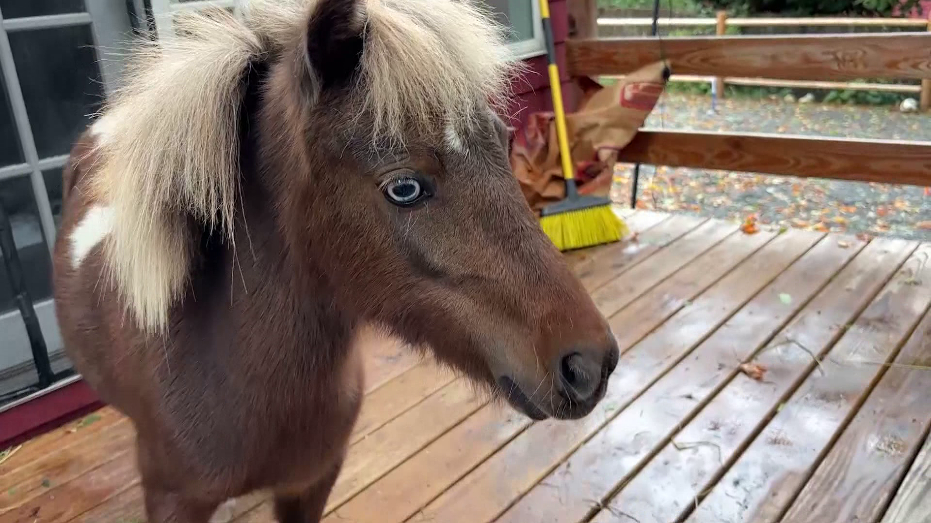 Mass. woman to challenge city's ruling on miniature horse Clover