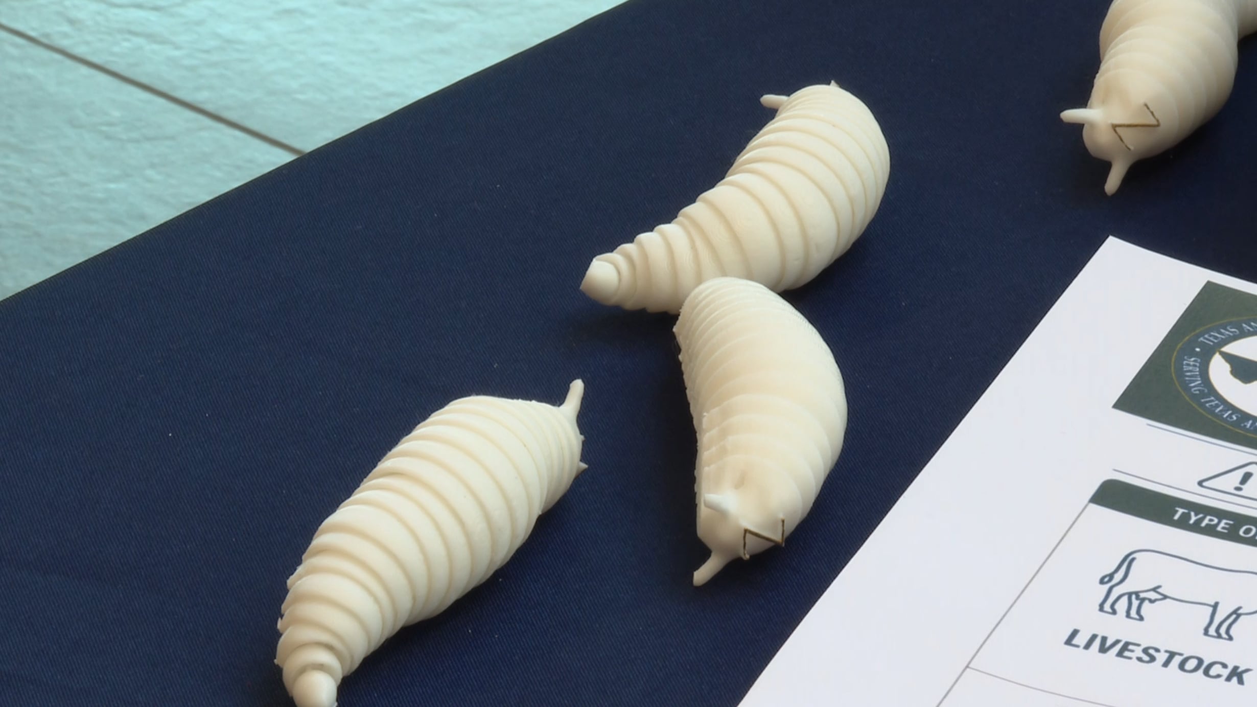 New World screwworm case in neighboring state raises alarm in Arizona