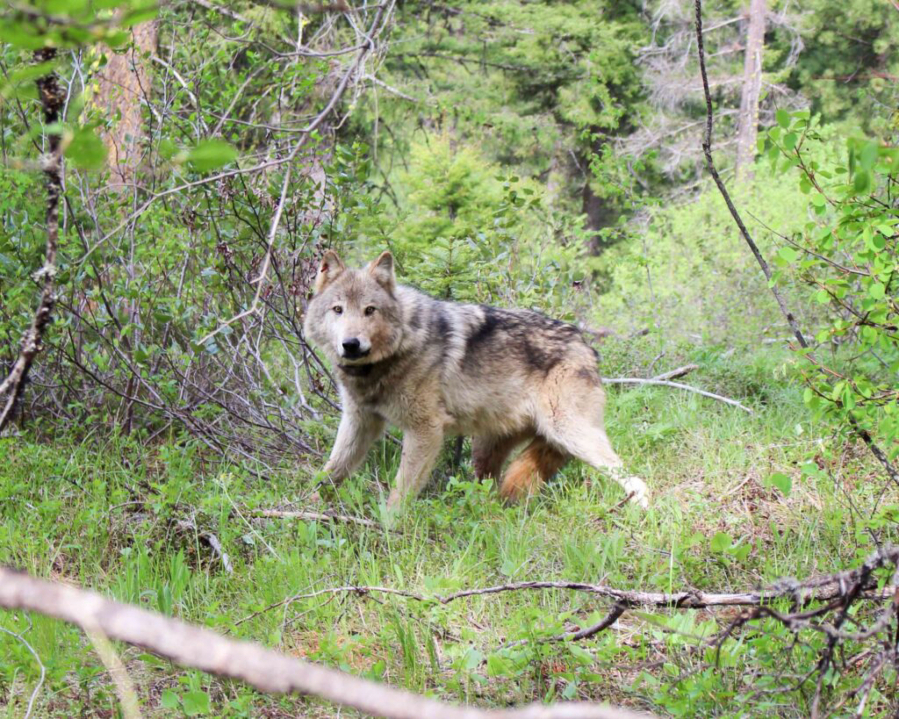 Gray wolf protections debated