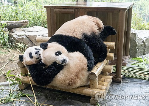 S. Korea-born twin pandas to be transferred to China in Dec.