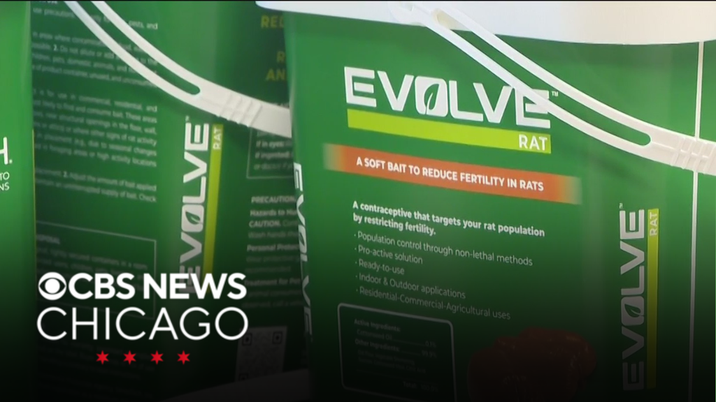 Rat birth control program expanding to Albany Park