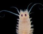 How Deep Is Your Love review – under the sea at Earth’s last frontier with the Psychedelic Elvis Worm