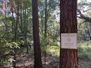 102 acres on Johns Island was set for development. A local nonprofit changed that.