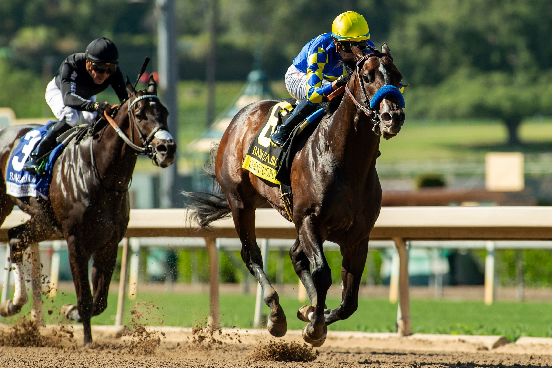 Tragedy as three horses die in just 8 days at same historic American track with ties to legendary Seabiscuit