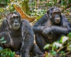 Insects play critical role in ecosystems beyond just providing food, new research shows