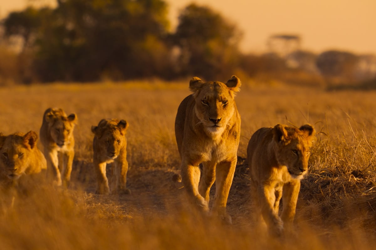 Nat Geo scientist warns of rapid decline in African wildlife in new documentary