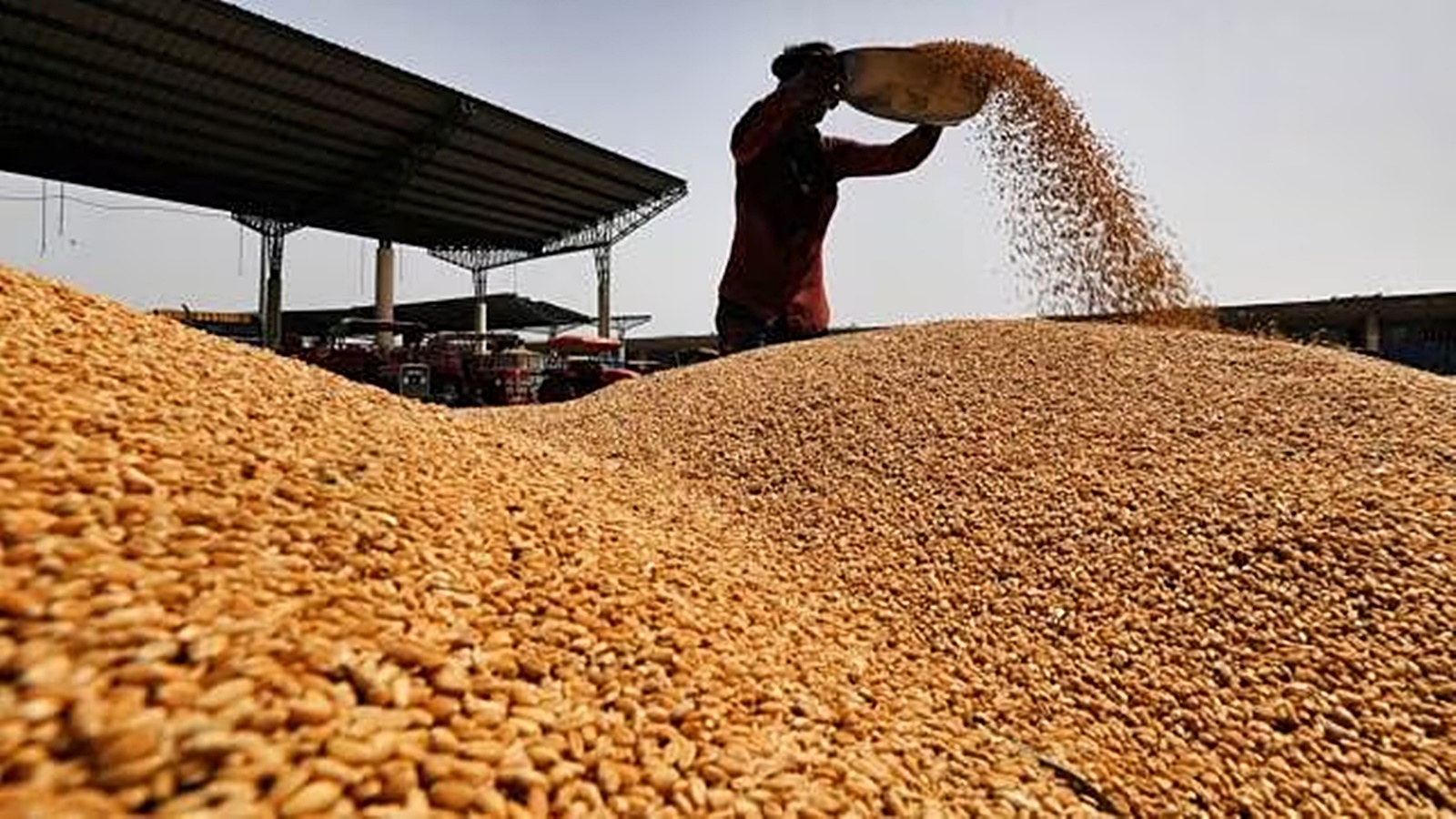 Modest hike ahead of polls: Centre raises wheat MSP by just Rs 25/quintal