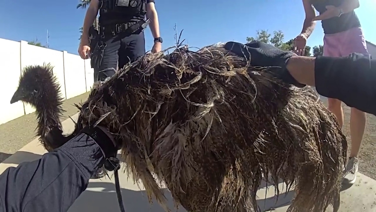 Emu taken to animal care facility after being rescued from Gilbert canal