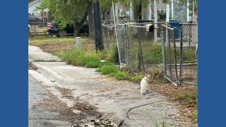 Corpus Christi man arrested after video shows stray cat being shot, police say