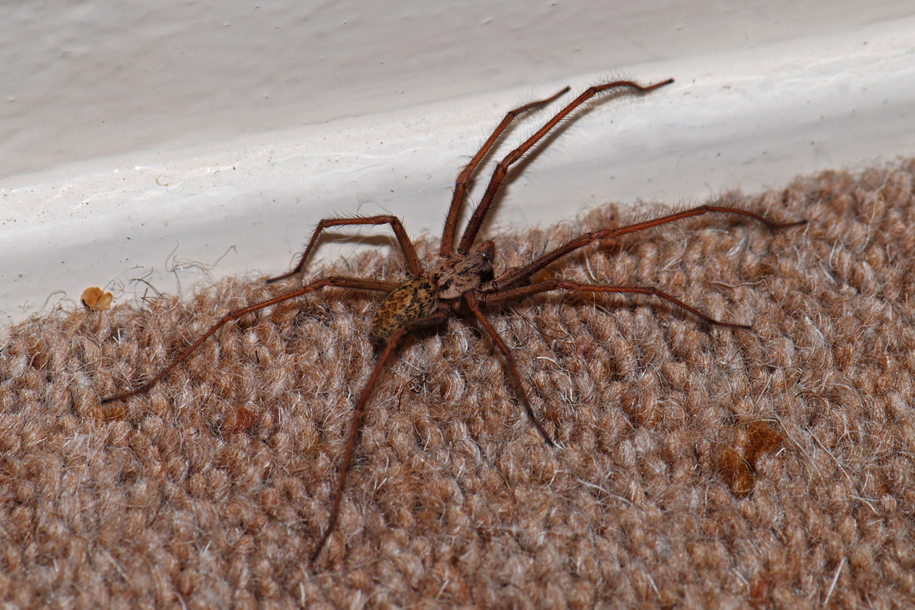 Spiders are lurking inside UK homes in a ‘quiet and dark’ gap you’d never think to check, says expert