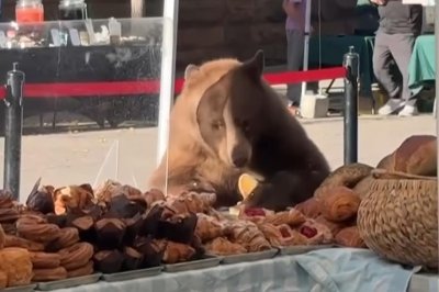 Watch: Hungry bear raids bread booth at Colorado farmers market