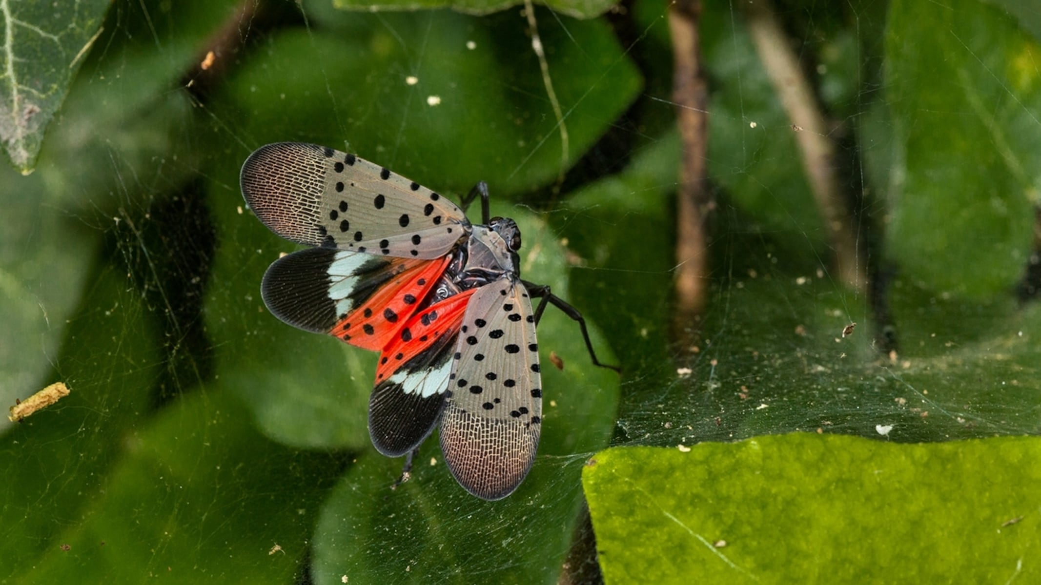 Scammer sold fake spotted lanternfly permits to Pa. residents, AG says