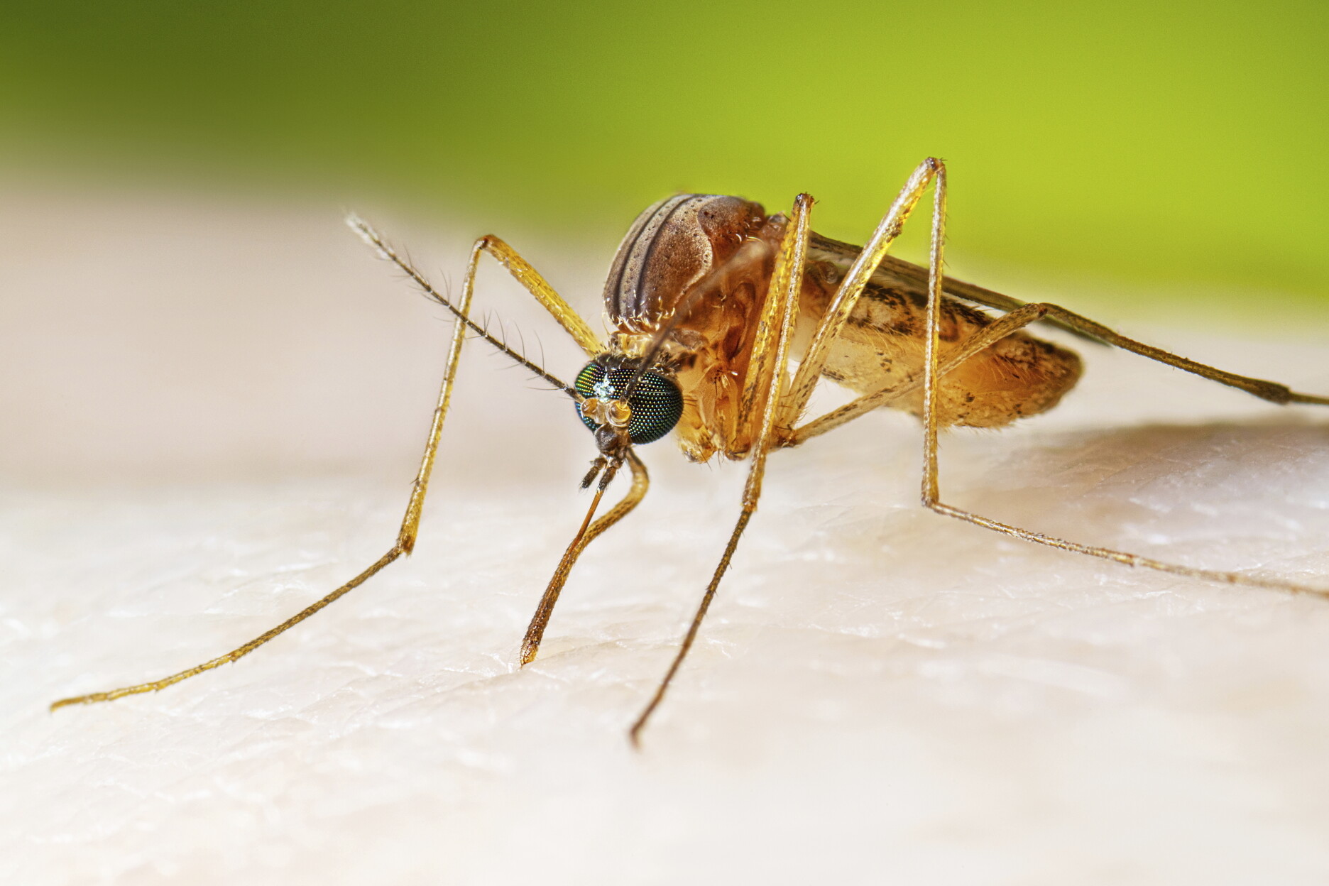 Trump Signs Order to Significantly Reduce Mosquitoes and Ticks in D.C.