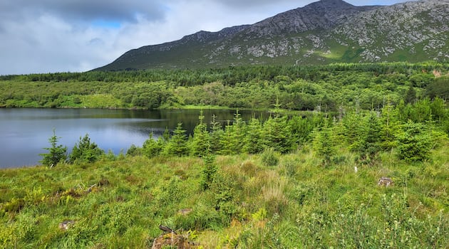 Does Ireland have the will to undo the disaster of plantation forestry?